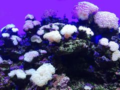 -御唐府海珊瑚主题餐厅