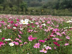 -红山村