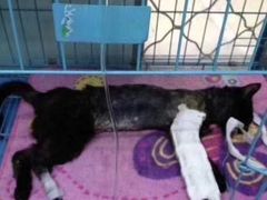 -纳吉亚猫专科动物医院(康都外科中心)