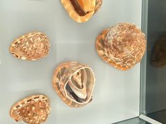 -天津古林古海岸遗迹博物馆