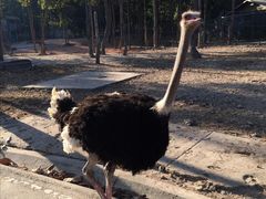 -清迈夜间动物园