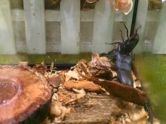 -上海昆虫博物馆