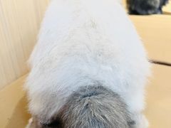 -猫猫幼稚园·撸猫·桌游·电玩