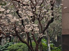-新湖明珠城