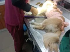 -纳吉亚猫专科动物诊疗中心(蒋宅口分院)