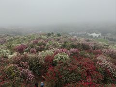 -贵州百里杜鹃风景名胜区
