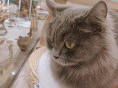 -飞行喵MR PILOT|猫舍·猫咖(静安大融城店)