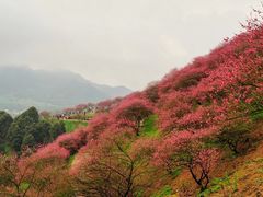 -新建村梅花