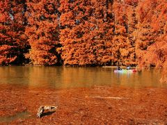 -上海海湾国家森林公园