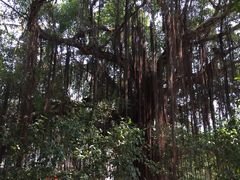 -小洲村
