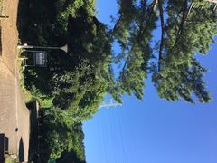 -汉拿树木园