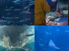 -香港海洋公园