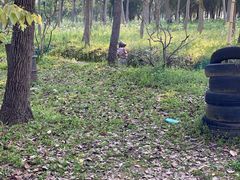 -上海海湾国家森林公园