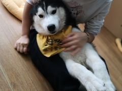 -Husky Go! 哈士奇体验馆·宠物咖啡厅狗咖