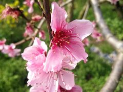 -南汇桃花村