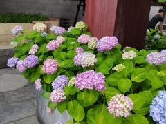 -龙潭水乡