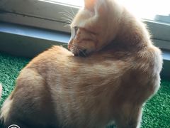 -Cappucimeow猫咪咖啡馆(韦伯时代店)