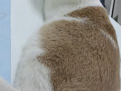 -福州肆爪动物医院