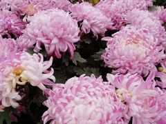 -都江堰玫瑰花溪谷