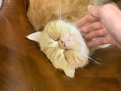 -猫小院猫主题餐厅(三里屯店)