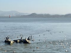 -深圳湾公园(南山区)