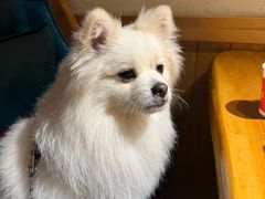 -九田家黑牛烤肉料理(华侨城店)