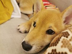 -豆柴町-柴犬主题狗咖(红鼎国际C座店)