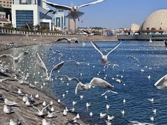 -甄御•海鲜新青岛菜(麦岛店)