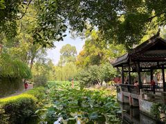 -桂湖森林公园