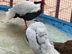 -栾川竹海野生动物园