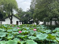 -红梅公园