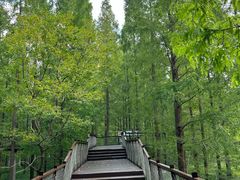 -黄海国家森林公园