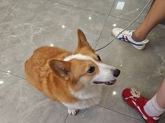-半岛宠物医院24小时(西派城店)