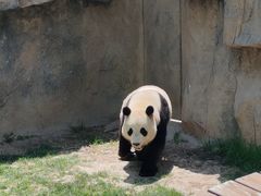 -上海野生动物园