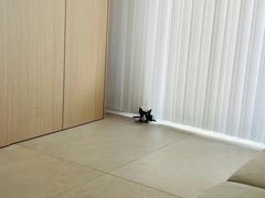 -山宅一喵德文卷毛猫舍