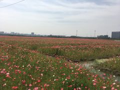 -皇粮浜公园