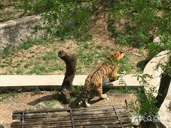 -石家庄市动物园