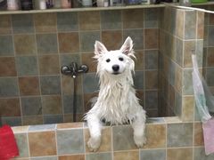 -佳雯宠物医院(四明中路分院)