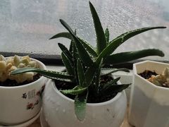 -猪脑壳凉面(武陵源店)