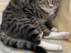 -爱诺耐芙动物医院(万博店)