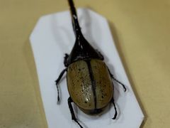 -上海大自然野生昆虫馆(东方明珠·爬宠昆虫探索中心)