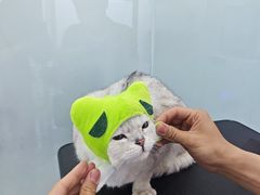 -爱洗澡的猫(望京店)
