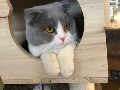-共舞时光猫咖·狗咖(新街口店)
