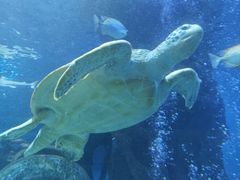 -太平洋海底世界