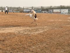 -盐城丹顶鹤湿地生态旅游区