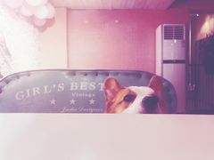 -百好乐宠物友好餐厅(朝外大街店)