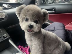 -瑞派申生动物医院·24H夜诊·国际动物医疗中心·骨外科(吴中路店)