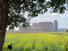 -光明小镇欢乐田园