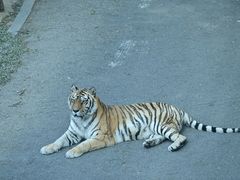 -大连森林动物园