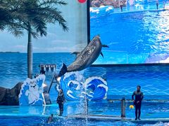 -海合安成都极地海洋公园
